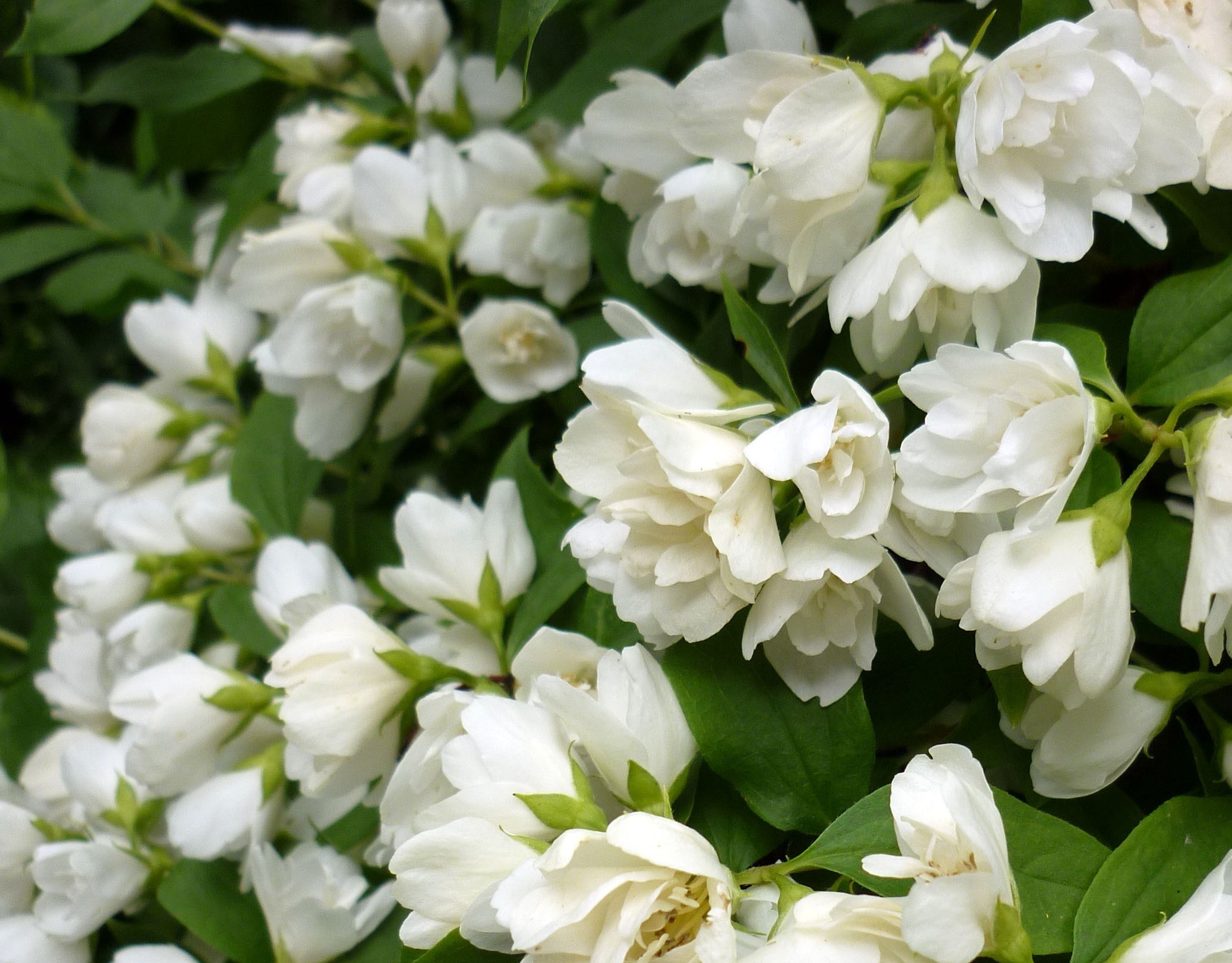 Philadelphus virginalis 'Snowbelle'